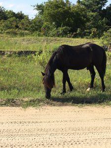 Corolla Wild horses