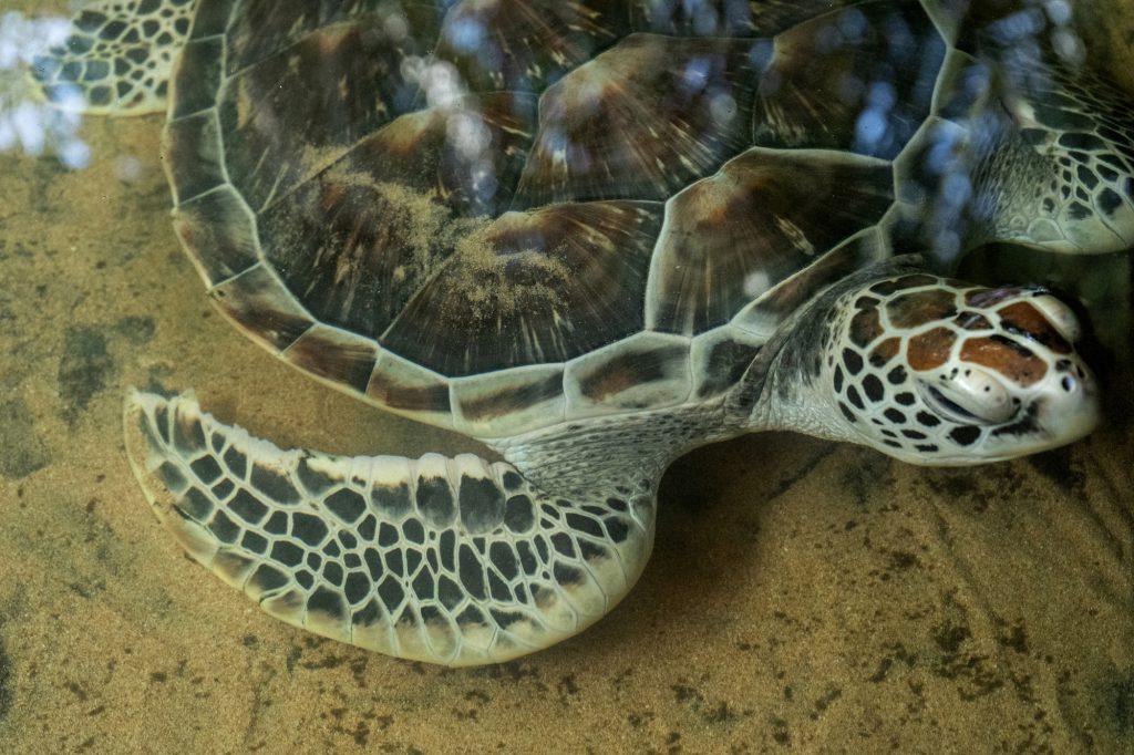 STAR Center Saves Injured Sea Turtles