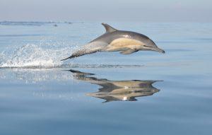 outer banks tours