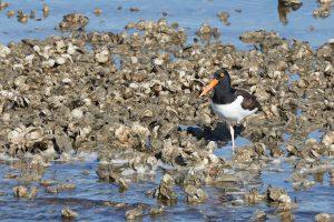 Ecotourism in the Outer Banks Oyster Reef Restoration