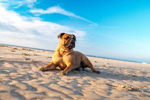 outer banks dog friendly