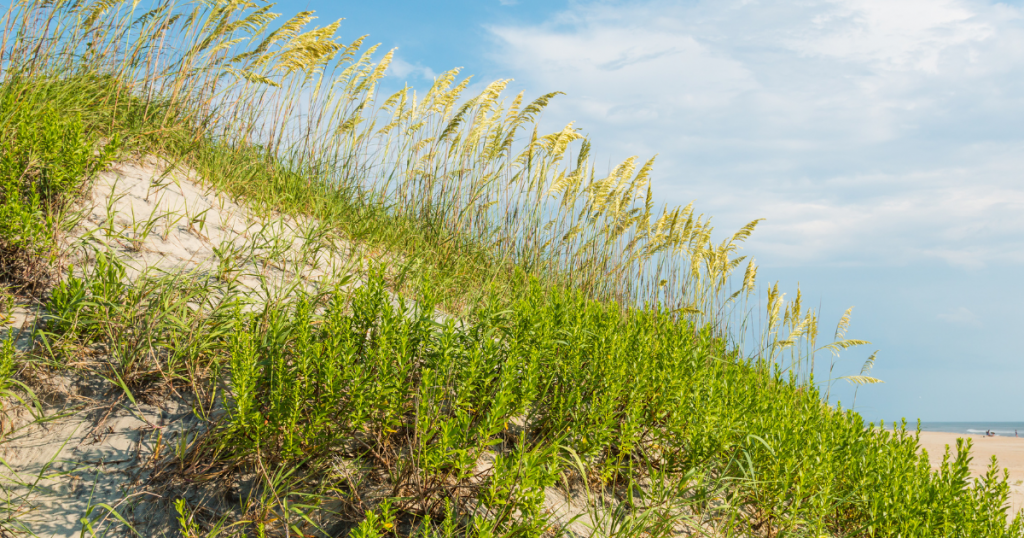 Spring growth on Outer Banks dunes