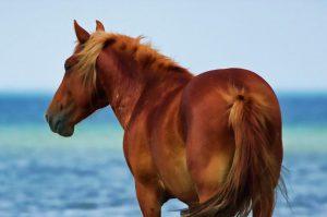 Horse on the Outer Banks
