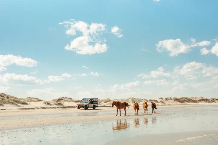 Thing To Do Corolla Wild Horse Tours
