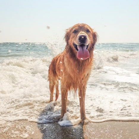 Outer Banks Pet Friendly Rentals