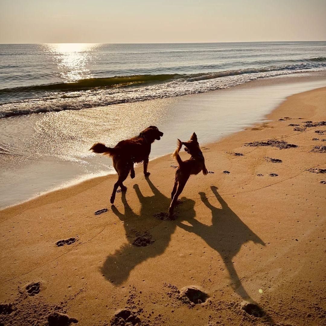 Outer Banks Pet Friendly Rentals